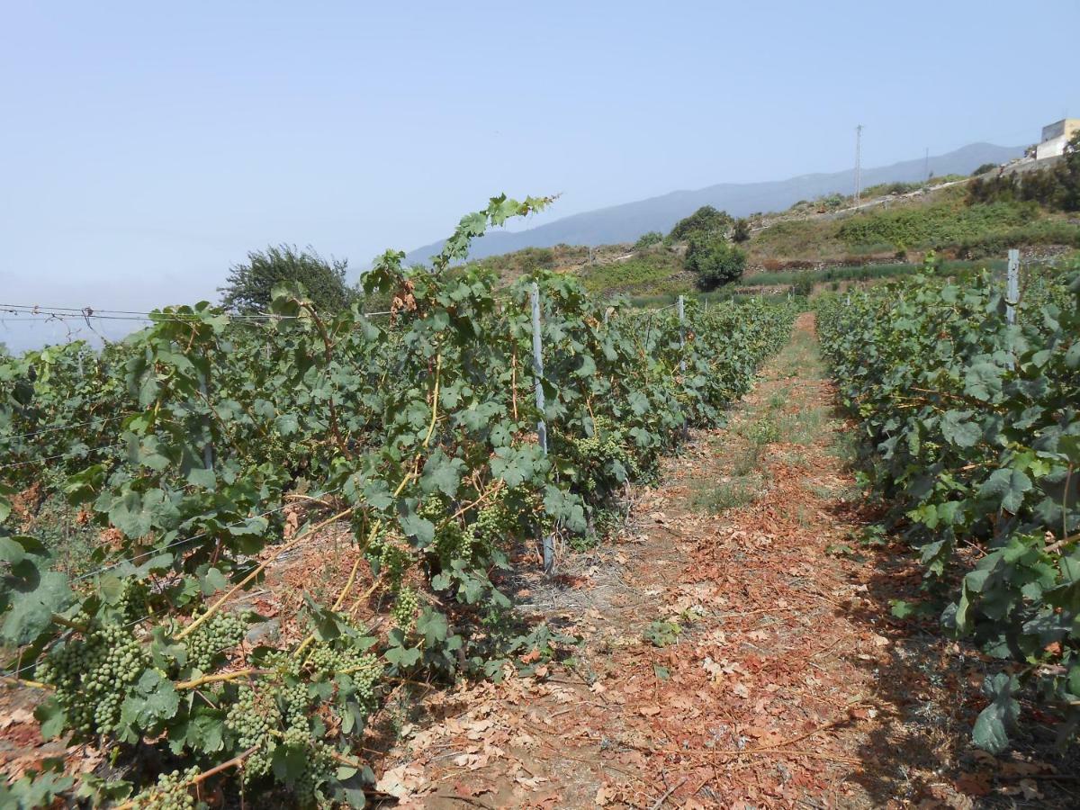 Casitas Las Uvas Y Las Vinas Los Realejos Dış mekan fotoğraf