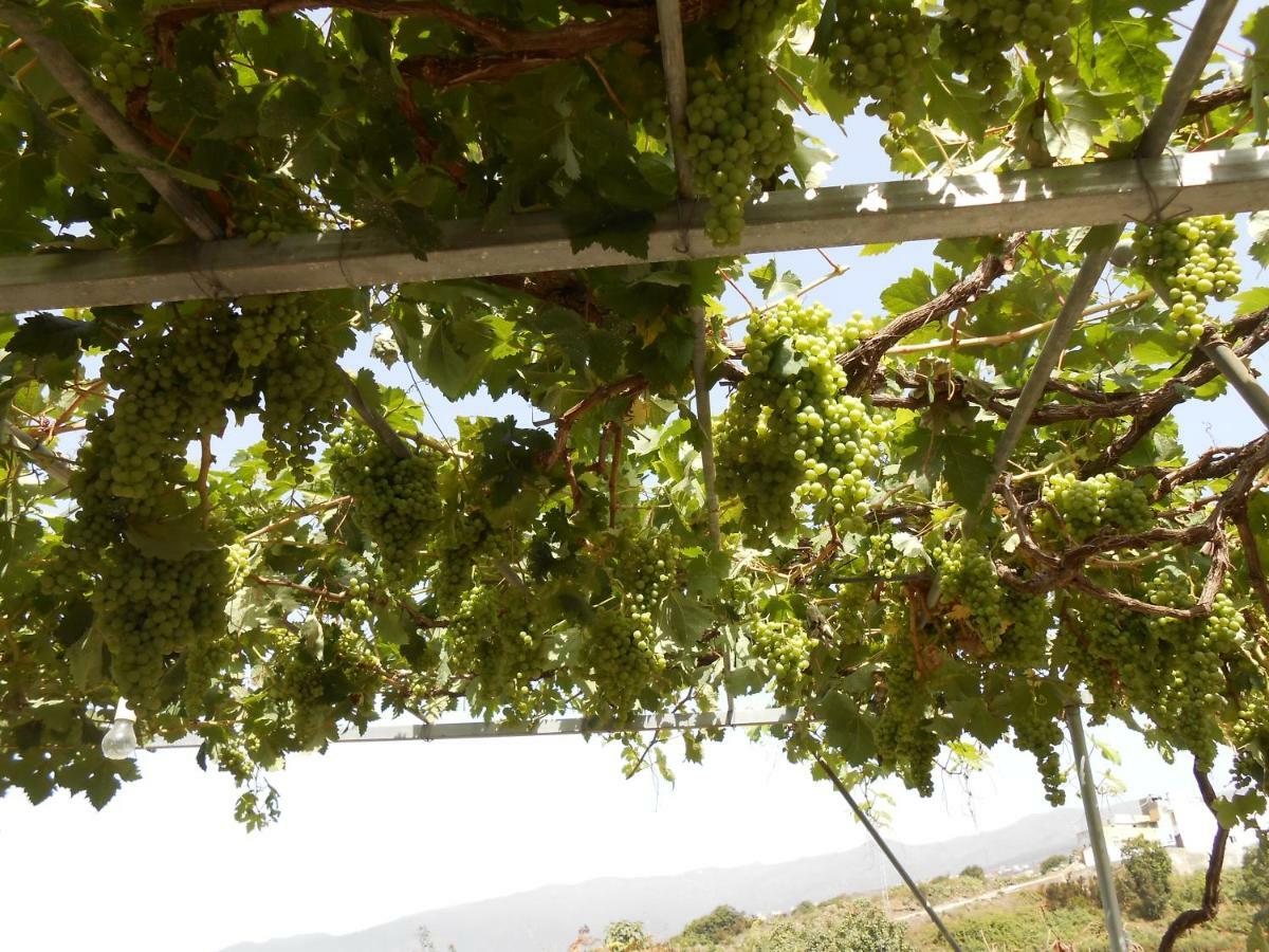 Casitas Las Uvas Y Las Vinas Los Realejos Dış mekan fotoğraf